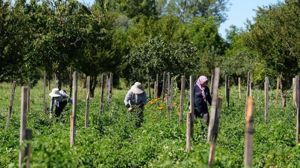 Bolu’da Ata Tohumlarında Hasat Başladı