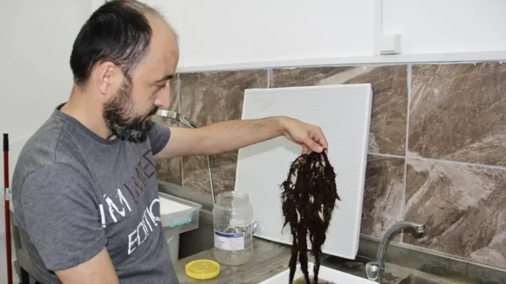 Karadeniz Yosunundan Organik Gübre Üretildi