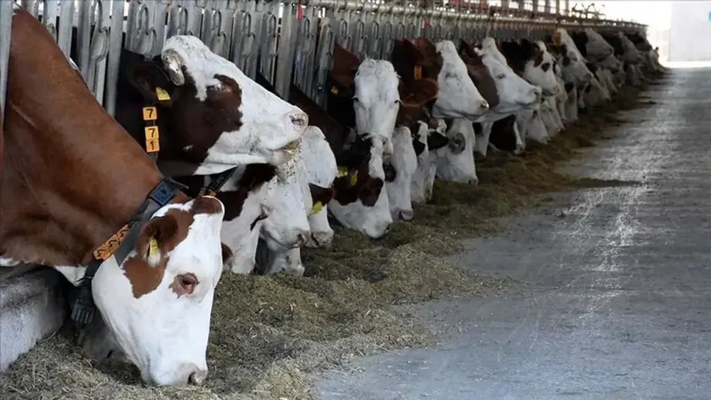 Mazgirt’te Hibeyle Kurulan Hayvancılık Tesisi Açıldı